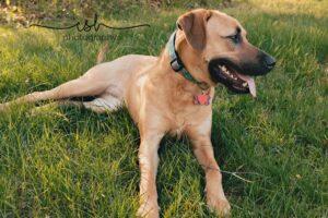 Happy Tail: Natalie 1