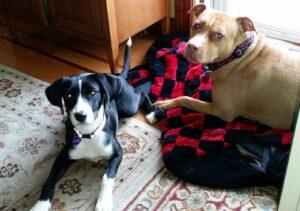 Happy Tail: Violet (formerly Holly) 6 Happy Tail: Violet (formerly Holly) 5