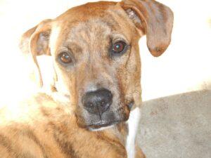 Happy Tail: Oliver (formerly Tiger) 3