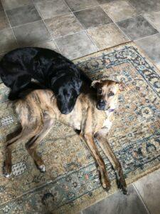 Happy Tail: Oliver (formerly Tiger) 5