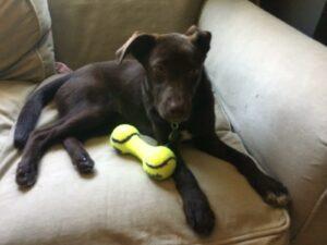 Happy Tail: Zooey (formerly Mallory) 1