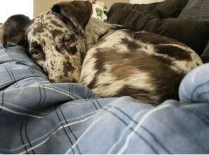 Happy Tail: Freckles Galore 1