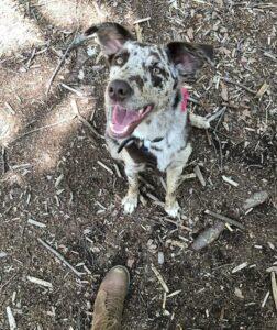 Happy Tail: Freckles Galore 5