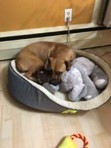 Happy Tail: Maya (formerly Molly Java) 3