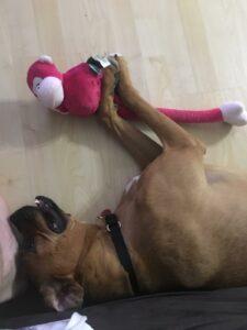 Happy Tail: Maya (formerly Molly Java) 1