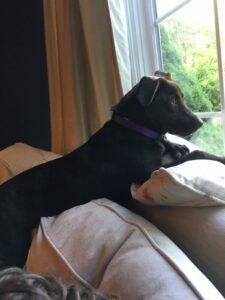 Happy Tail: Zooey (formerly Mallory) 3