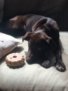 Happy Tail: Zooey (formerly Mallory) 5