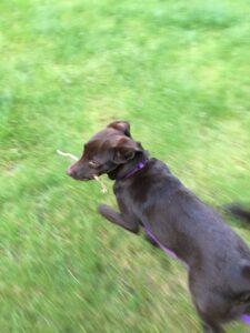 Happy Tail: Zooey (formerly Mallory) 7