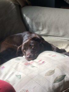 Happy Tail: Zooey (formerly Mallory) 9