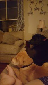 Happy Tail: Clara 1