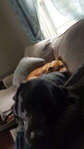 Happy Tail: Clara 3