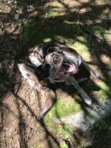 Happy Tail: Freckles Galore 11