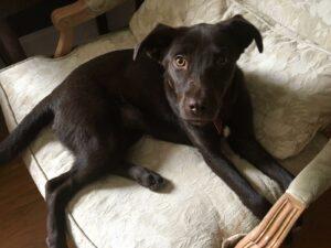 Happy Tail: Zooey (formerly Mallory) 11