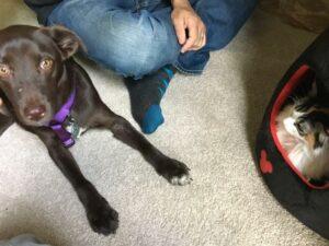 Happy Tail: Zooey (formerly Mallory) 14 Happy Tail: Zooey (formerly Mallory) 13