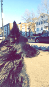 Happy Tail: Ziggy (formerly Laddie Boy) 1