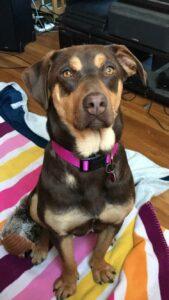 Happy Tail: Maggie (formerly Oly Solis) 7
