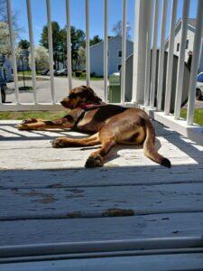 Happy Tail: Maggie (formerly Oly Solis) 1