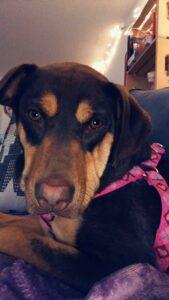 Happy Tail: Maggie (formerly Oly Solis) 3