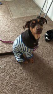 Happy Tail: Maggie (formerly Oly Solis) 5