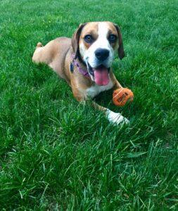 Happy Tail: Star 2 Happy Tail: Star 1