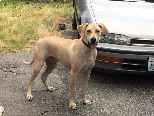 Happy Tail: Rudy 1