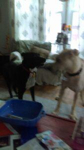 Happy Tail: Rudy 3