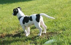 Happy Tail: Penne (formerly Panda) 1