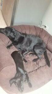 Happy Tail: Freya (formerly Anuket) 1