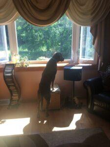 Happy Tail: Parker (formerly Handsome) 5