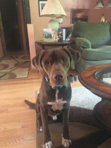 Happy Tail: Parker (formerly Handsome) 9
