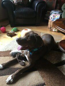 Happy Tail: Parker (formerly Handsome) 11