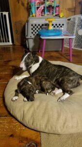 Happy Tail: Paisley 1