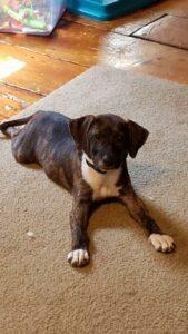 Happy Tail: Paisley 3