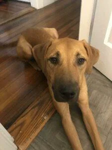 Happy Tail: Brody 4 Happy Tail: Brody 3