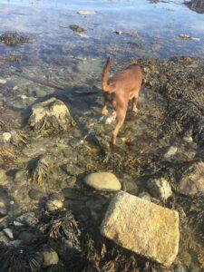 Happy Tail: Parker (formerly Handsome) 1