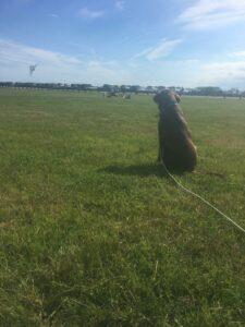Happy Tail: Parker (formerly Handsome) 3