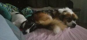 Happy Tail: Penne (formerly Panda) 5