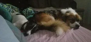 Happy Tail: Penne (formerly Panda) 5