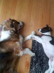 Happy Tail: Penne (formerly Panda) 3