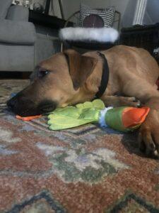 Happy Tail: Brody 1
