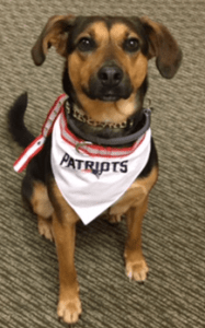 Happy Tail: Annie 1