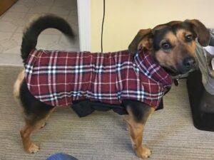 Happy Tail: Annie 3