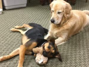 Happy Tail: Annie 5