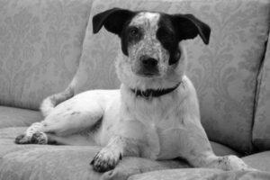 Happy Tail: Na Bi 나비 (formerly Maggie Murphy) 1
