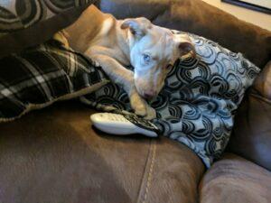 Happy Tail: Milo (formerly Horus) 1
