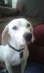 Happy Tail: Holly 3
