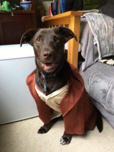 Happy Tail: Zooey 1