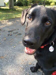 Happy Tail: Myles (formerly Miller) 9