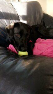 Happy Tail: Myles (formerly Miller) 5