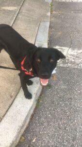 Happy Tail: Myles (formerly Miller) 7